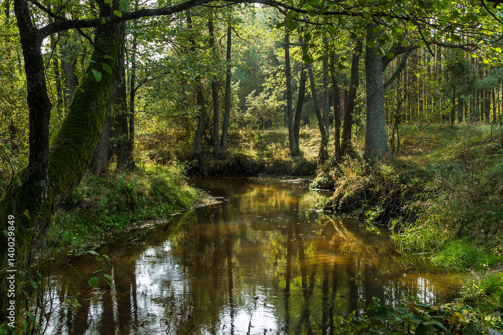 Small forest river. Fall.