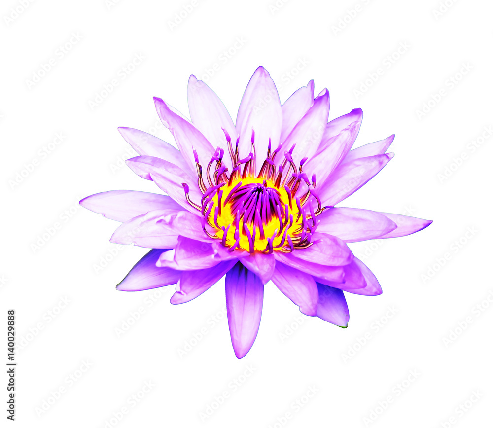 Fototapeta premium Water Lily