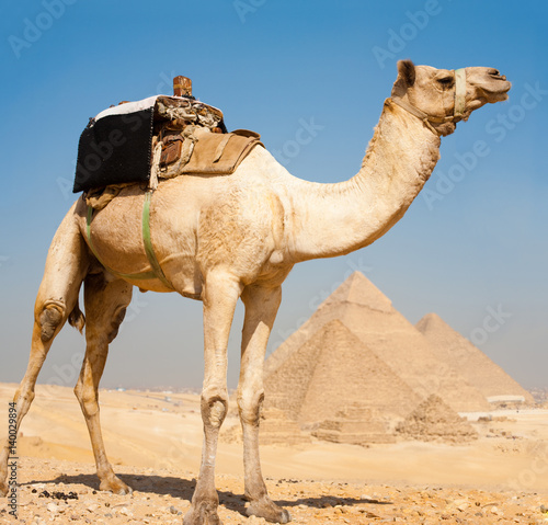 Camel with Egyptian Pyramids Background in Giza  Egypt