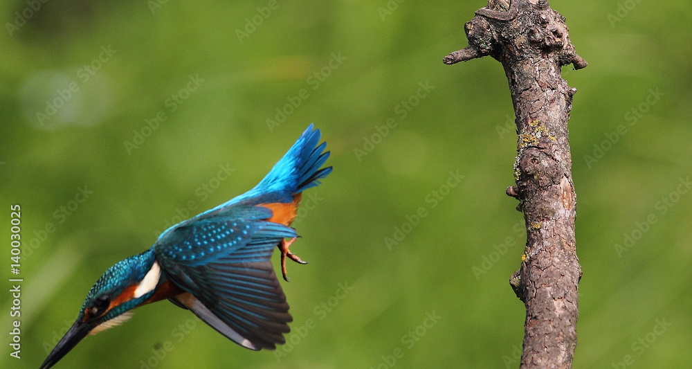 Fototapeta premium animal