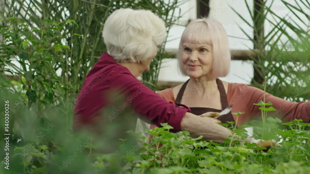 PAN of female pensioners chatting and planting seedling and young plants into soil in greenhouse, then discussing gardening with elderly man observing their work PAN of female pensioners chatting and planting seedling and young plants into soil in greenhouse, then discussing gardening with elderly man observing their work