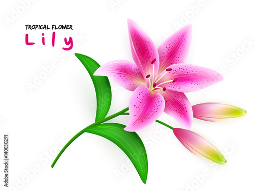 vector illustration of isolated realistic blooming lily flower branch with leaves