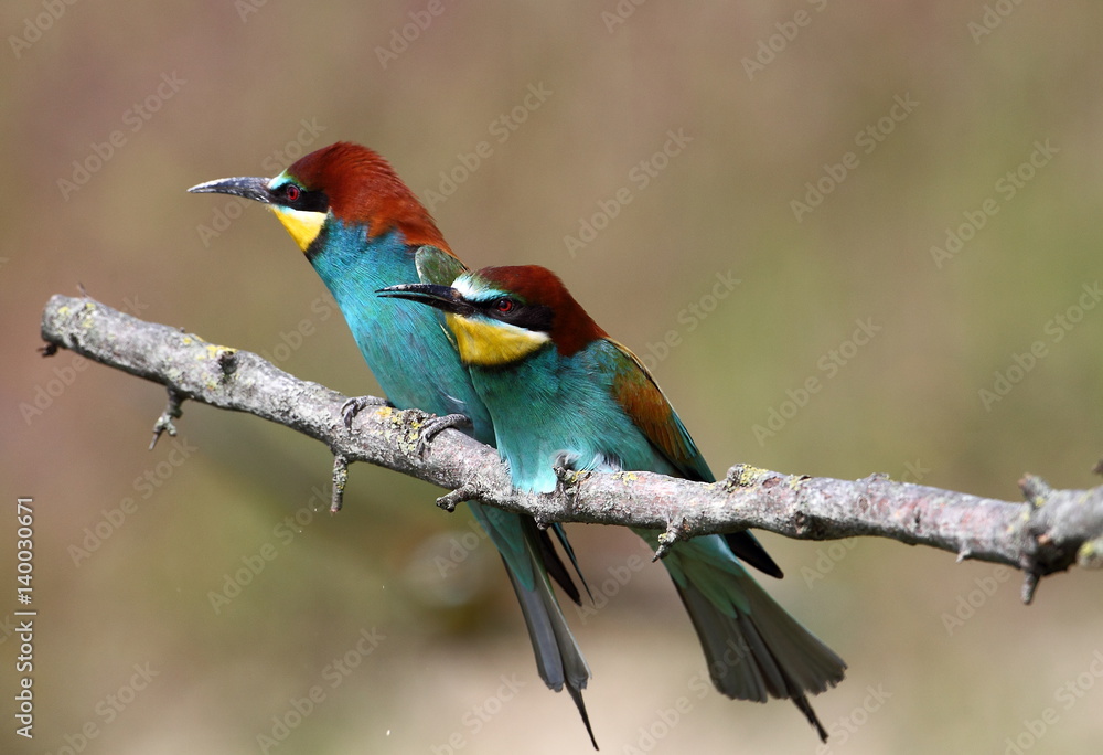 Obraz premium animal