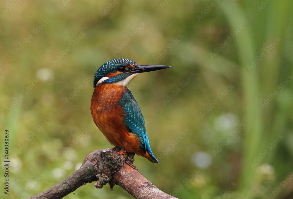 Fototapeta premium animal