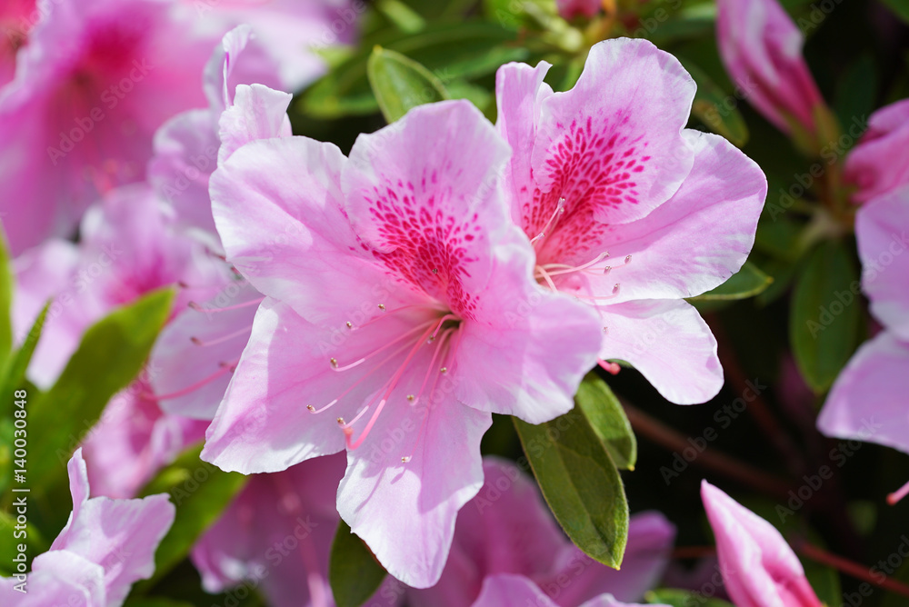 Fototapeta premium ツツジ