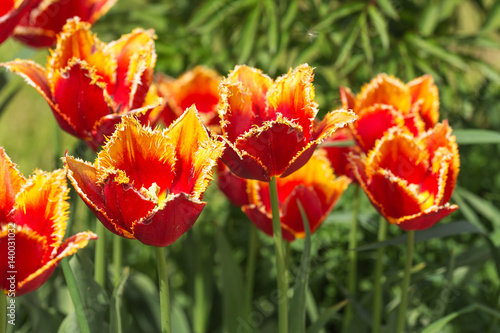 orange tulips in spring