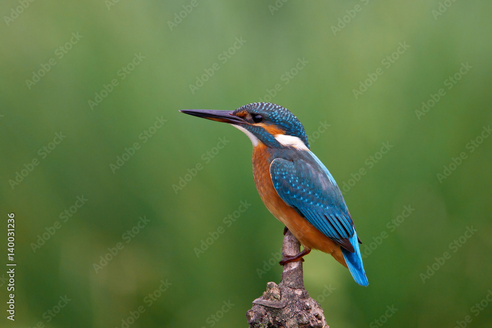Fototapeta premium animal