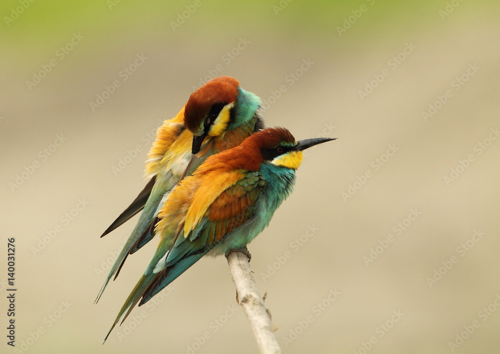 Fototapeta premium animal