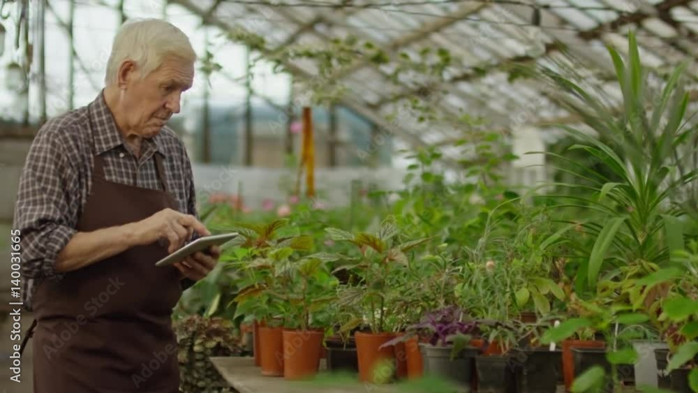 PAN with slow motion of elderly man with grey hair holding tablet and typing information about plants in greenhouse PAN with slow motion of elderly man with grey hair holding tablet and typing information about plants in greenhouse