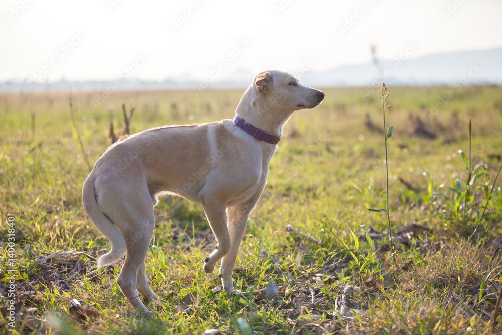 The dog is looking for something in the park.(Intended to the dog eyes with background blur) The dog is looking for something in the park.(Intended to the dog eyes with background blur)