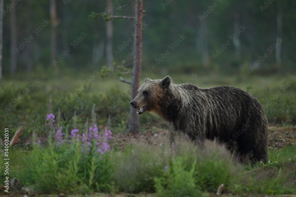 Naklejka premium Animal