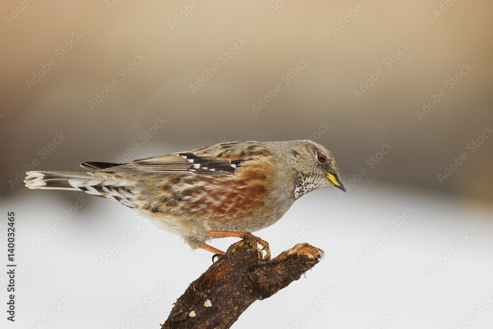 Fototapeta premium Animal