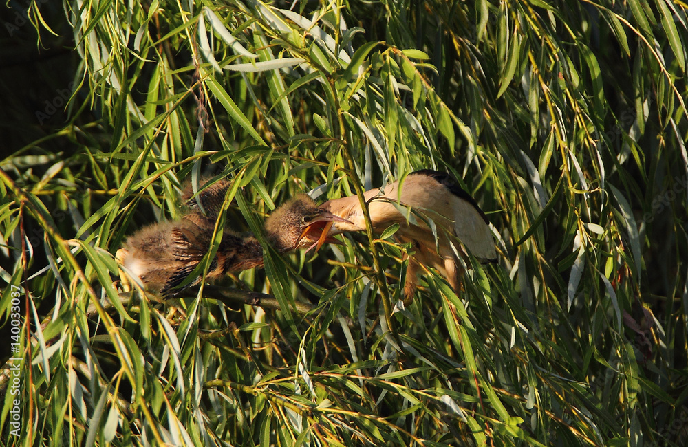 Obraz premium animal