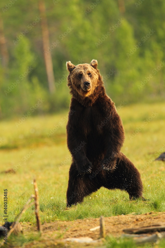 Fototapeta premium animal