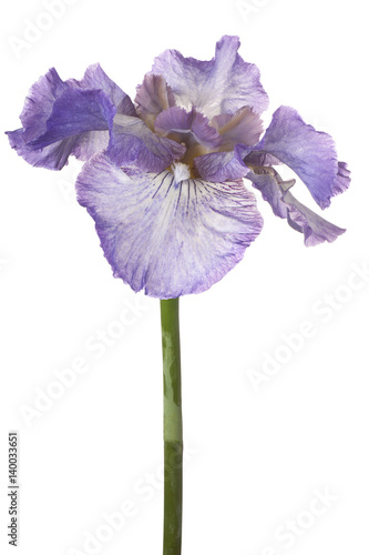 Fototapeta Naklejka Na Ścianę i Meble -  iris flower isolated