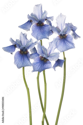 Fototapeta Naklejka Na Ścianę i Meble -  iris flower isolated