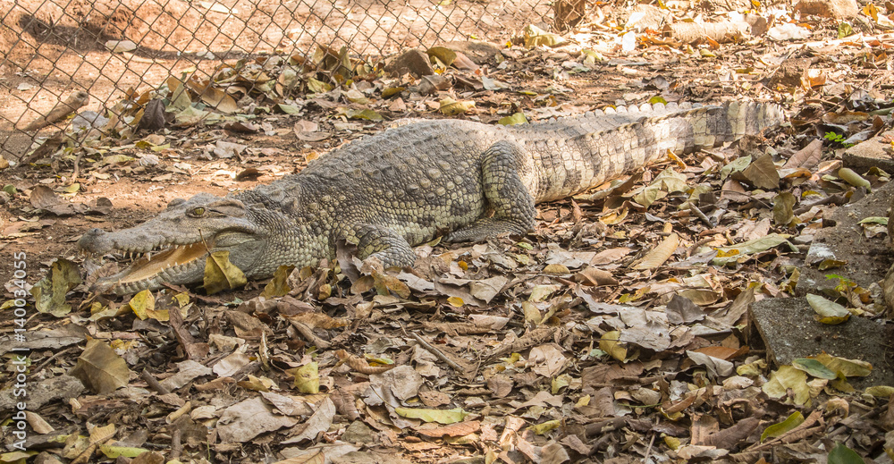 The crocodile is formidable and dangerous wild animals. The crocodile is formidable and dangerous wild animals.