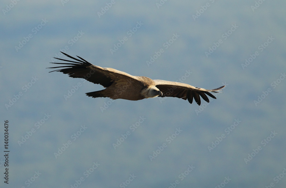 Obraz premium animal