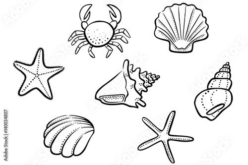 Set: Schwarz-weiß Zeichnung Muschel, Seestern, Schneckenhaus / handgezeichnet, Vektor, freigestellt