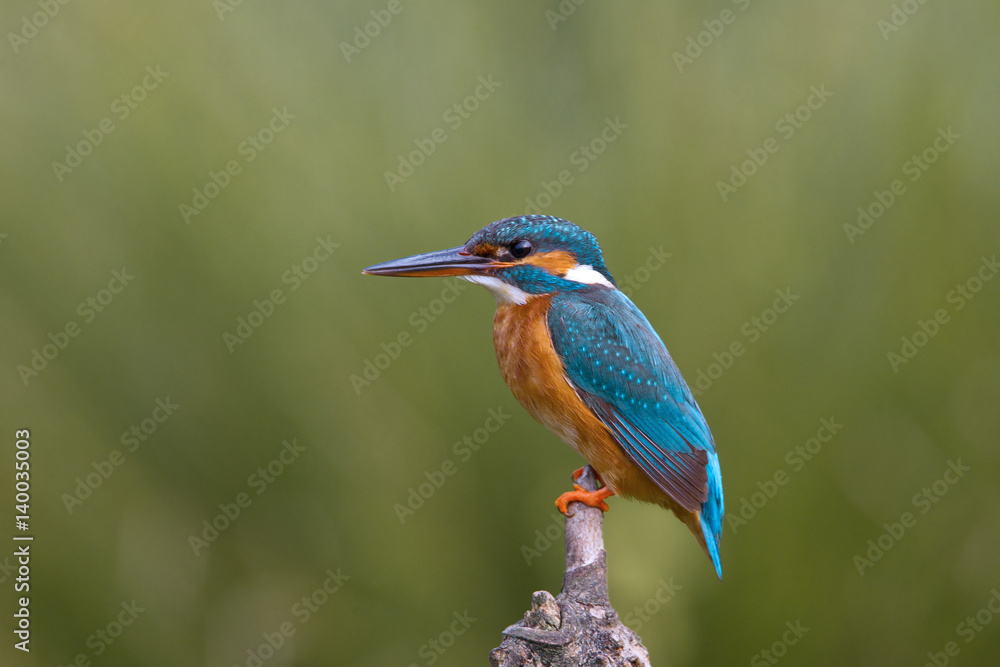 Obraz premium Animal