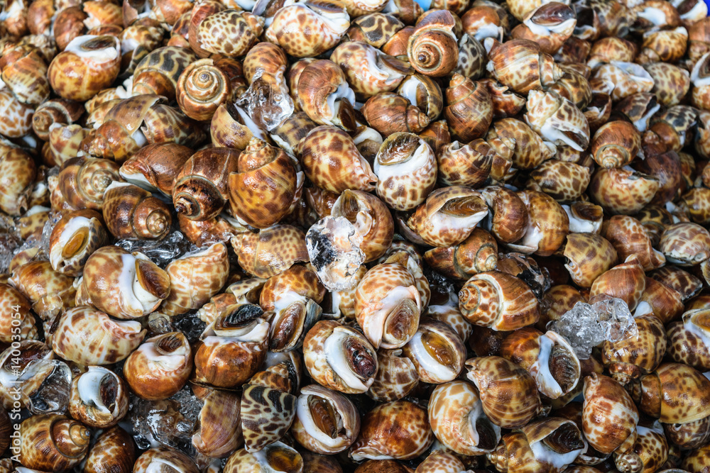 fresh snail Spotted babylon wich ice in seafood market. fresh snail Spotted babylon wich ice in seafood market.
