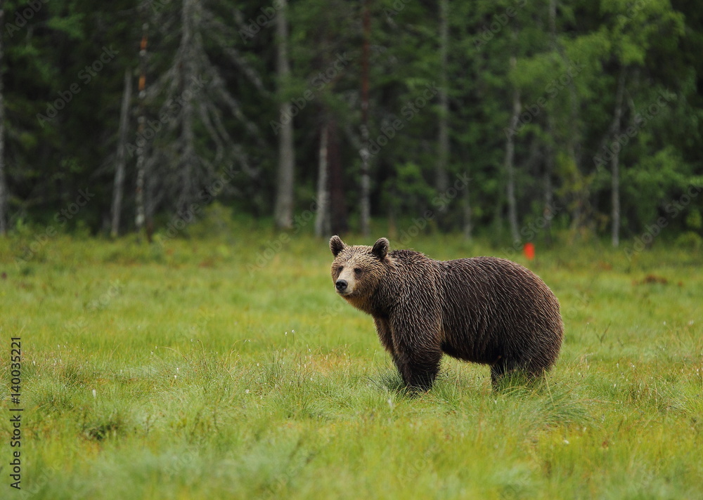 Fototapeta premium Animal