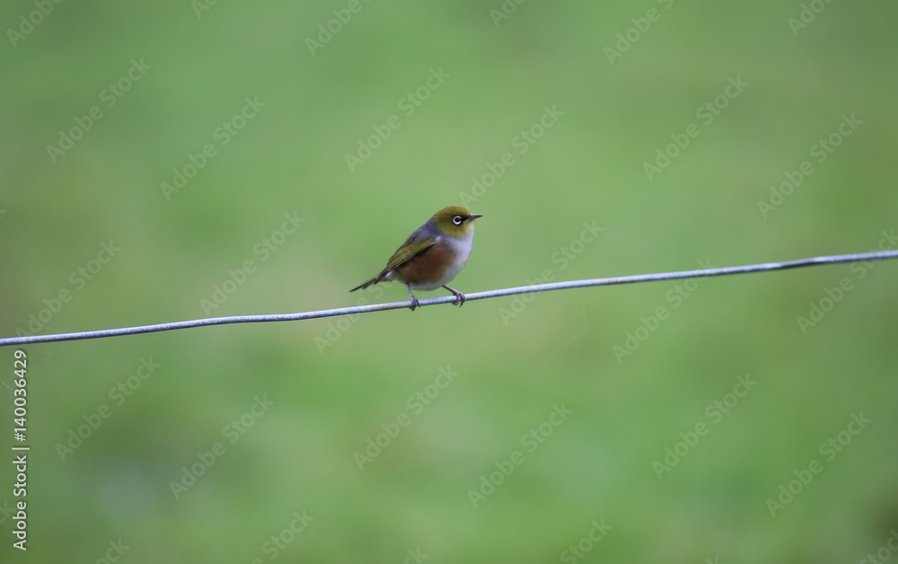 Fototapeta premium Bird on a Wire