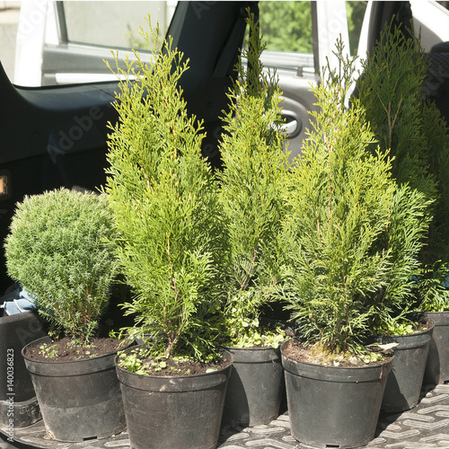 Conifers in pots in the trunk of a car