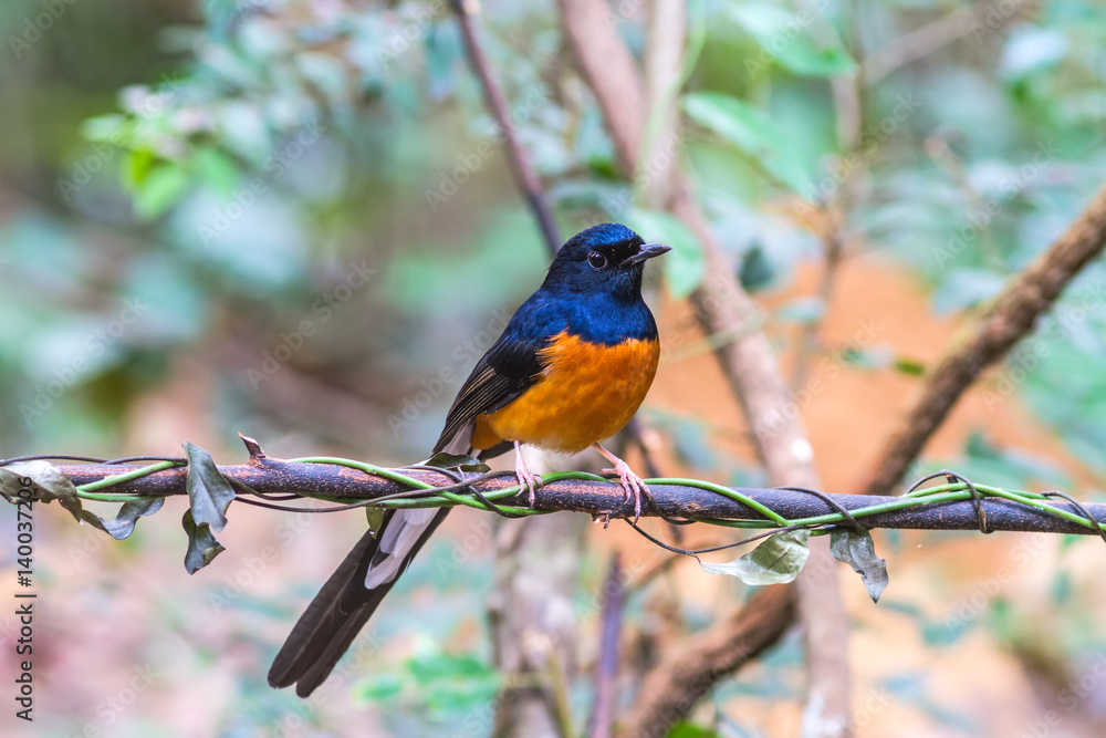 Beautiful male bird White Rumped Shama or Copsychus Malabaricus on branch Beautiful male bird White Rumped Shama or Copsychus Malabaricus on branch
