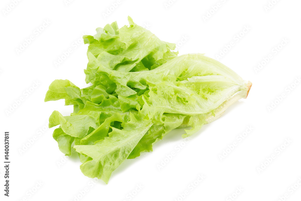 Green oak leaf lettuce isolated on white background. Green oak leaf lettuce isolated on white background.