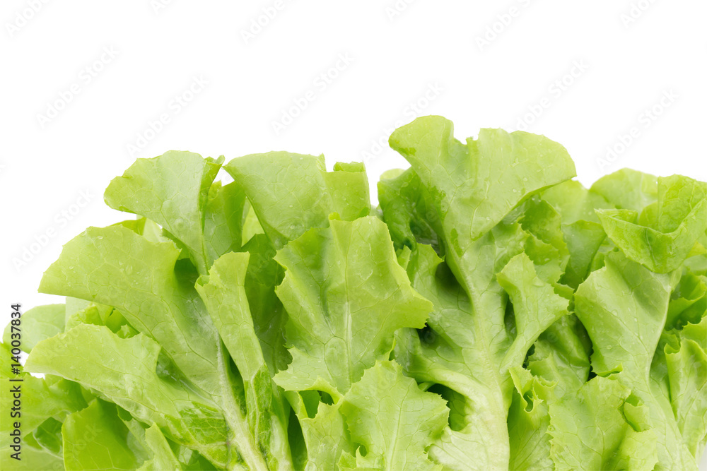 Green oak leaf lettuce isolated on white background. Green oak leaf lettuce isolated on white background.