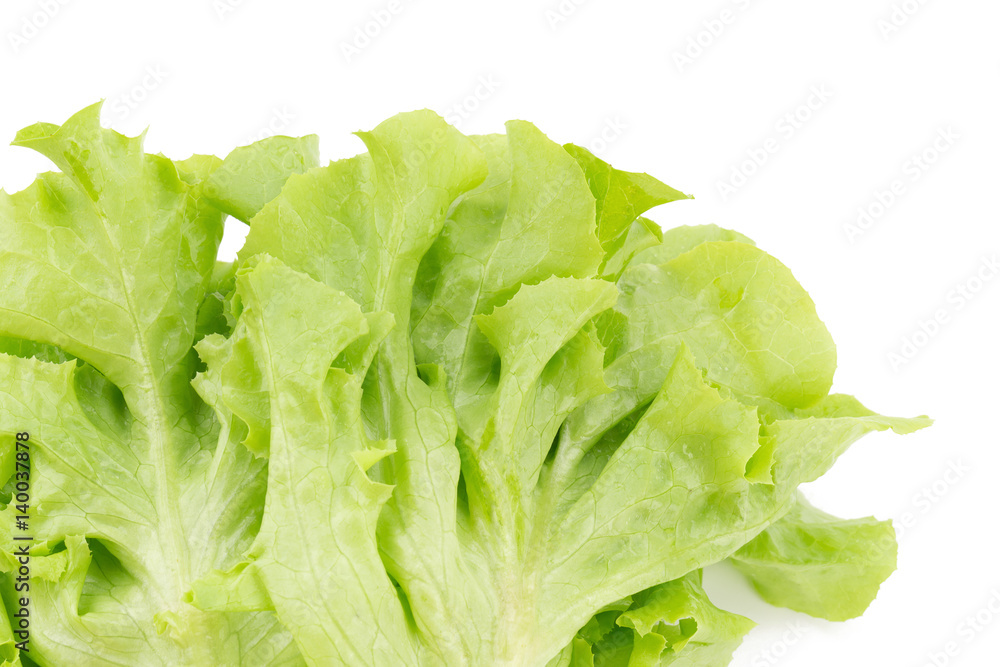 Green oak leaf lettuce isolated on white background. Green oak leaf lettuce isolated on white background.