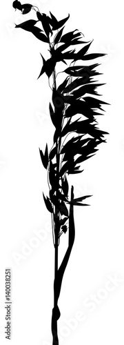 black oat ear silhouette on white background
