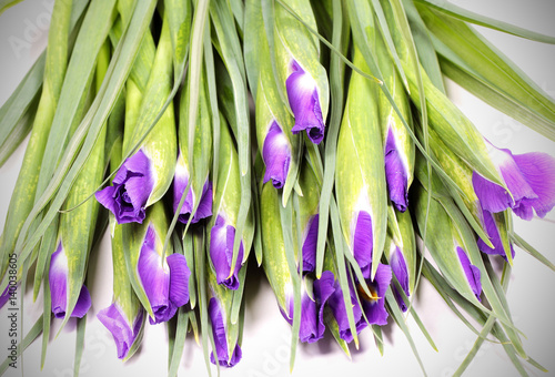 Fototapeta Naklejka Na Ścianę i Meble -  ирис цветок фиолетового цвета много как букет