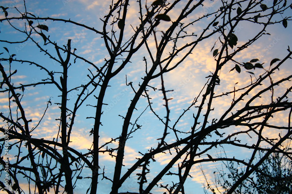 Branches with the blue sky on the background. Branches with the blue sky on the background.
