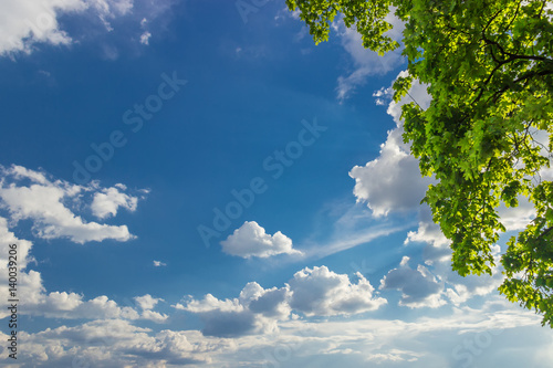 Background of the sky with clouds and maple branches © An-T