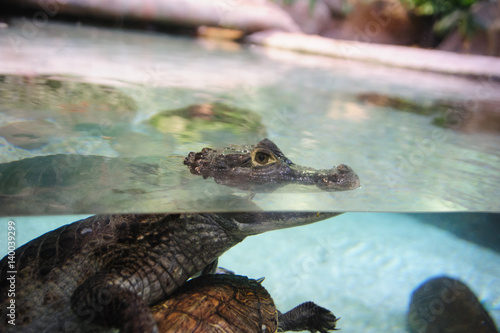 Caiman crocodilus