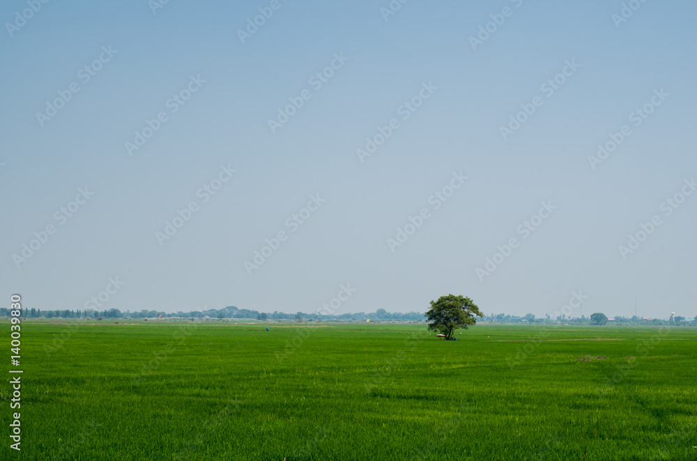tree in rice field