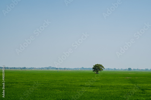 tree in rice field