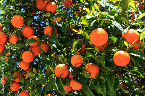 Oranges on the tree