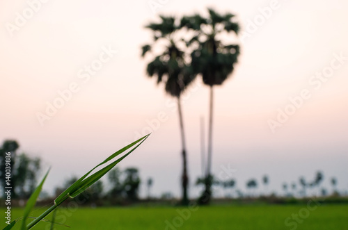 tree in rice field