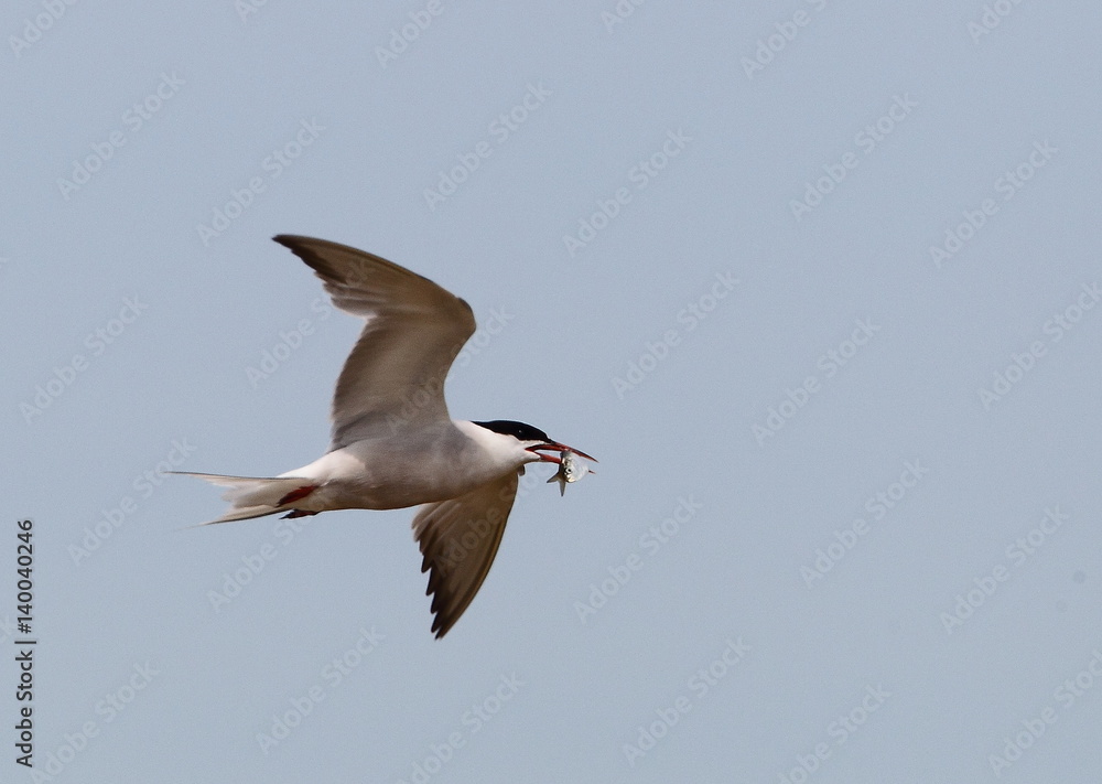 Obraz premium animal