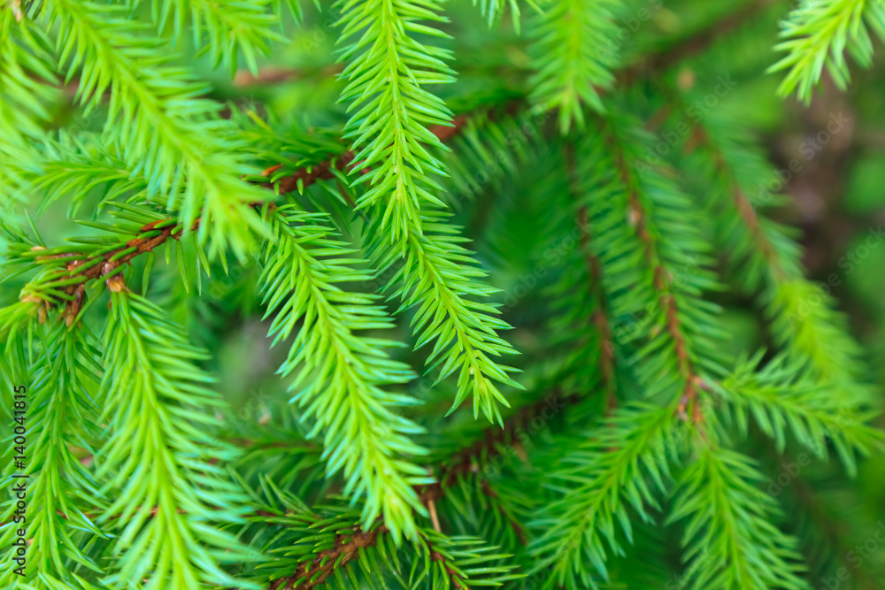 Branch of a pine tree