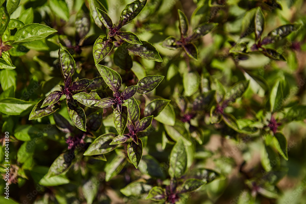 Green and healthy basil seedling plant growing in organic garden soil close up Green and healthy basil seedling plant growing in organic garden soil close up