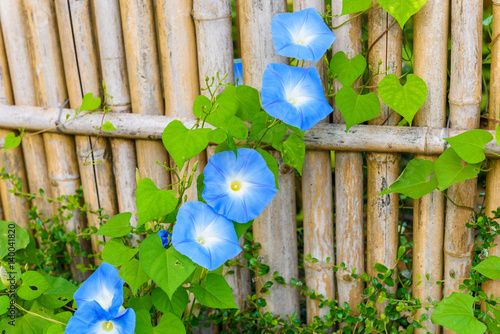 Sky blue, morning glory, Heavenly Blue