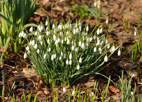 Galanthus woronowii, green snowdrop or Woronow's snowdrop in March photo