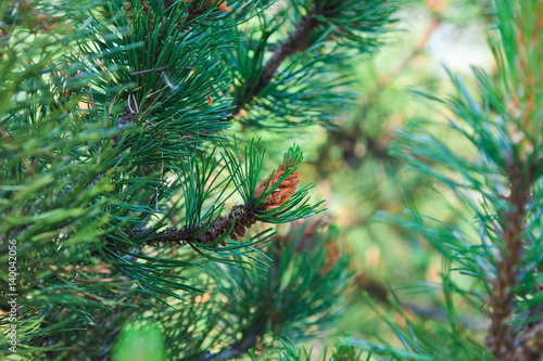 Branch of a pine tree