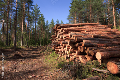 Pile of pinewood near a road made by logging machine