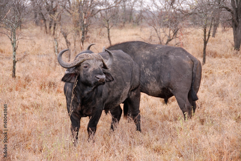 Buffalo in the savannah, Serengeti National Park, Tanzania Buffalo in the savannah, Serengeti National Park, Tanzania