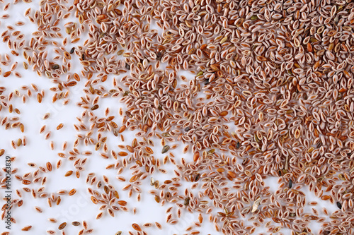 Seeds of wild Indian psyllium on  photo